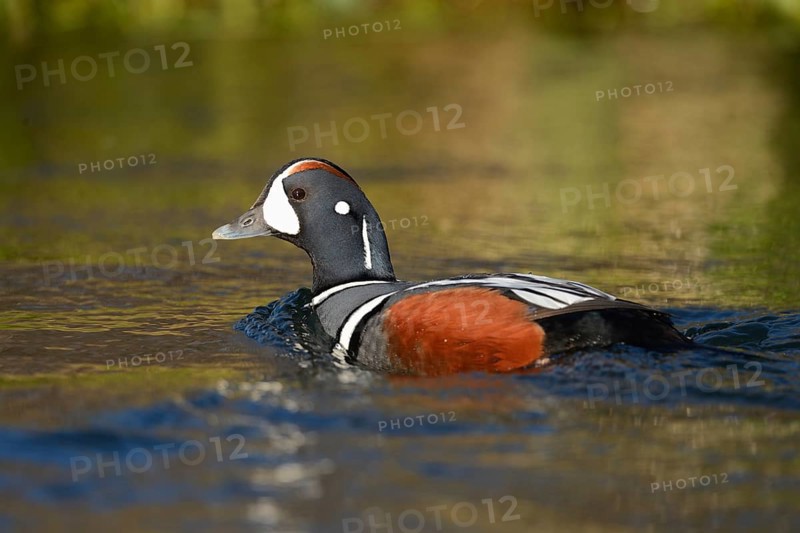 Harlequin duck