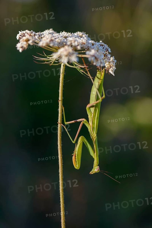 Praying mantis