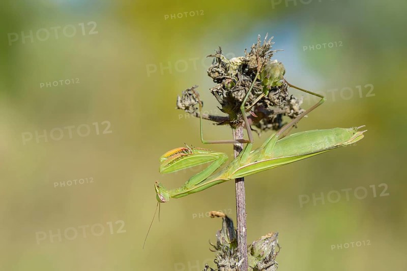 Praying mantis