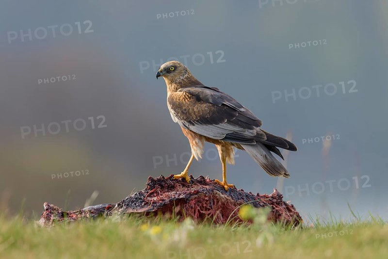 Male marsh harrier