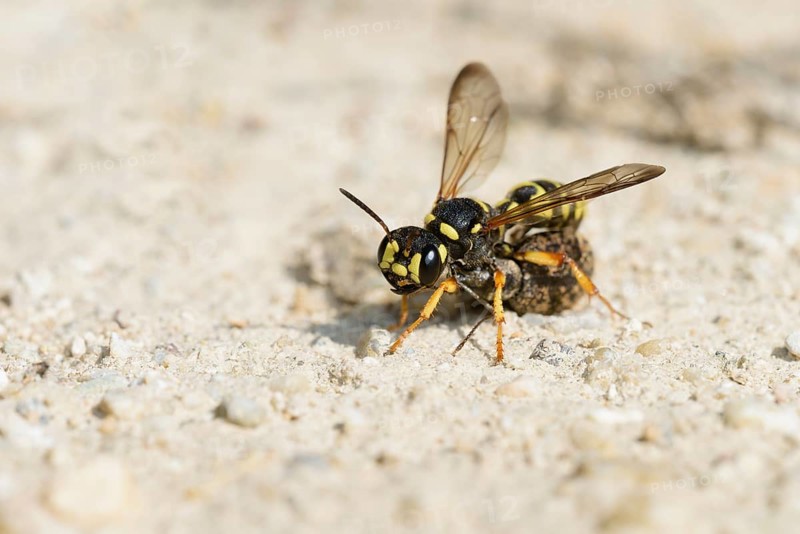 Sand knot wasp
