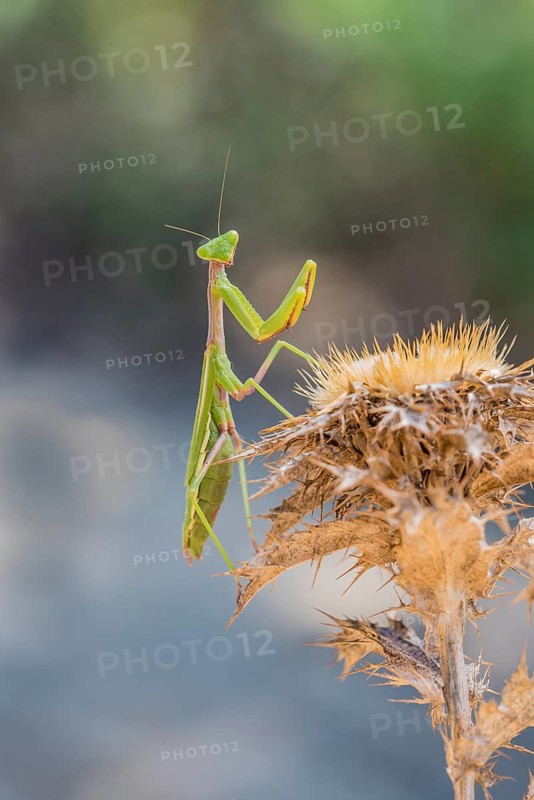 Mediterranean praying mantis