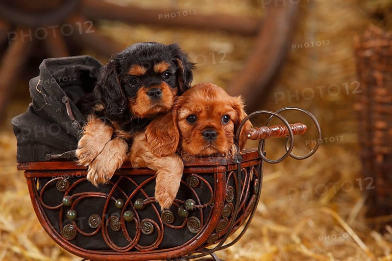 Cavalier King Charles Spaniel