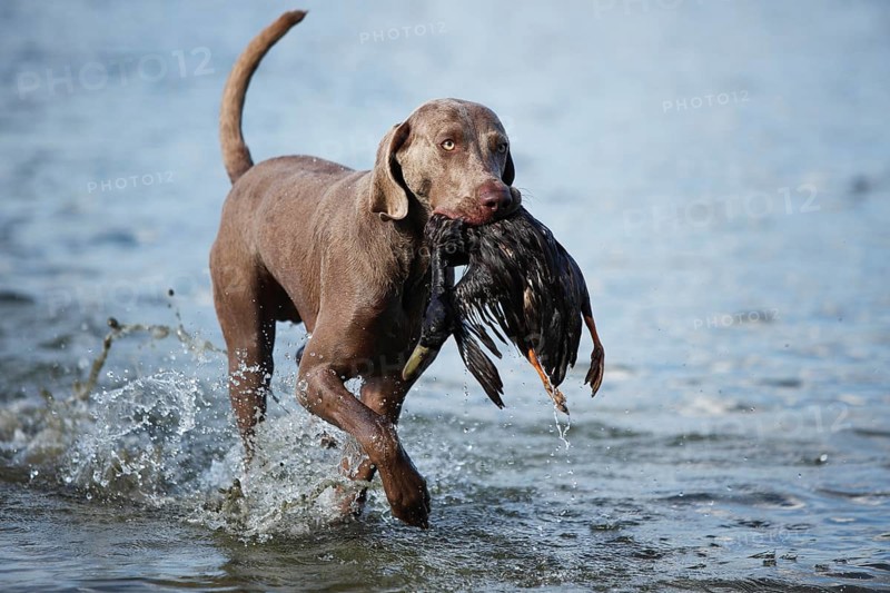 Weimaraner