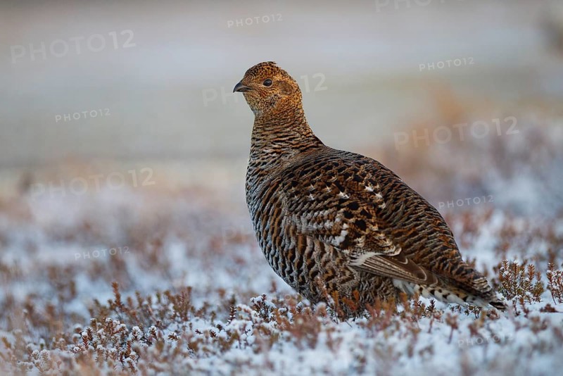 Black grouse