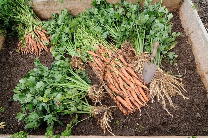 Organic garden