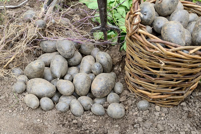 Potatoes
