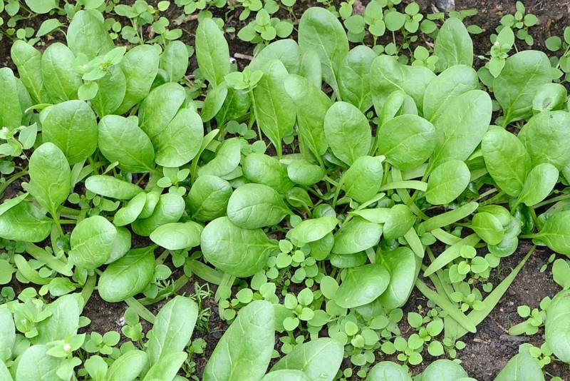 Spinach