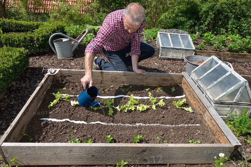 Planting vegetable patch with seed tape
