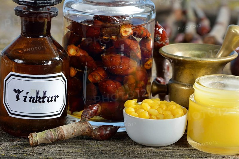 Production of chestnut bud tincture and chestnut bud ointment