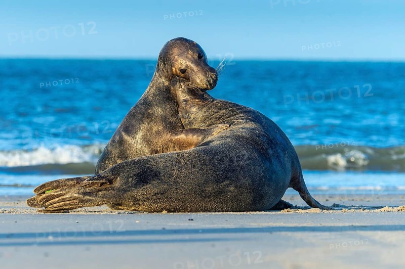 Grey Seal