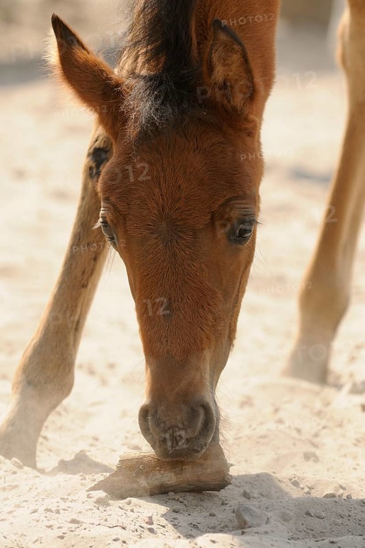 Arabian thoroughbred