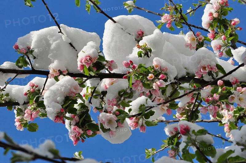 Apple tree