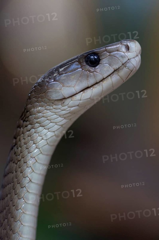Black mamba