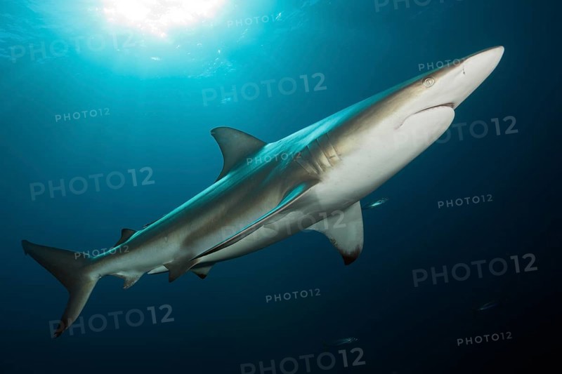 Blacktip Shark