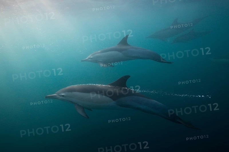 Common Dolphin