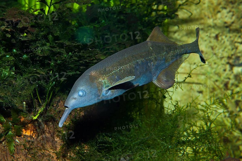 Elephant nose fish