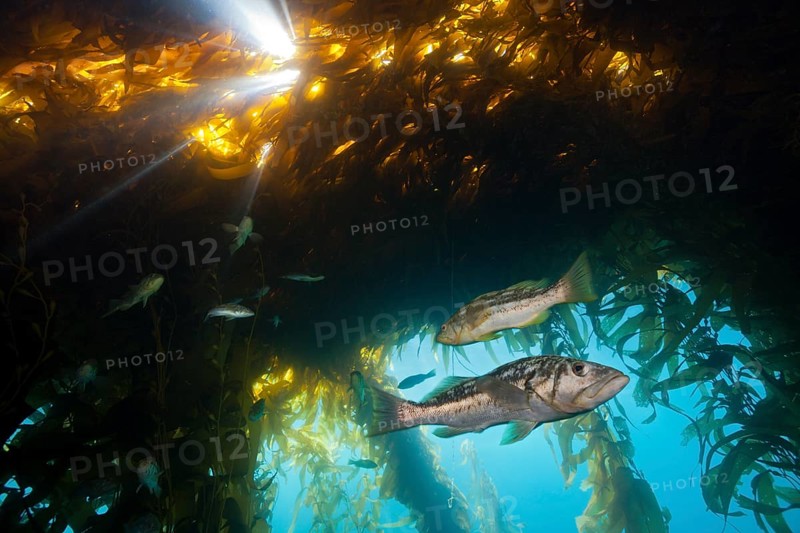 Kelp perch in kelp forest