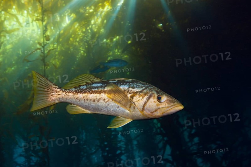 Kelp perch in kelp forest