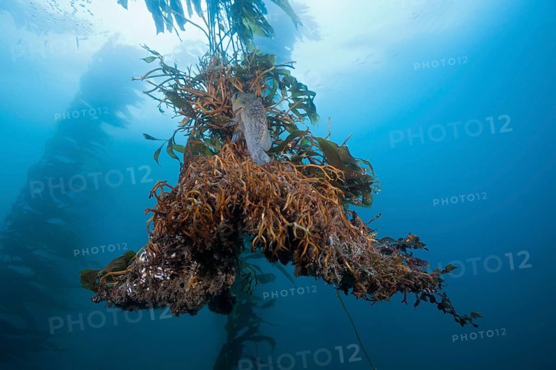 Roots of Giant Kelp