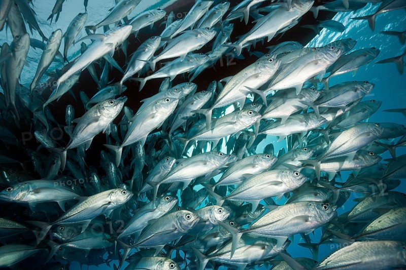 Shoal of bigeye spiny dogfish