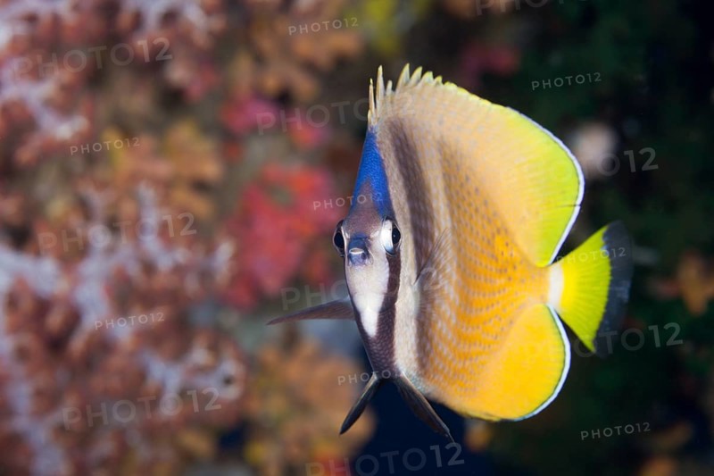 Sunburst Butterflyfish