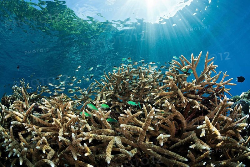 Chromis in coral reef