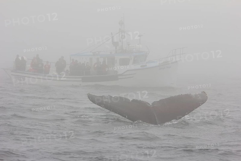 Humpback whale