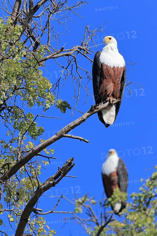 African fish eagle