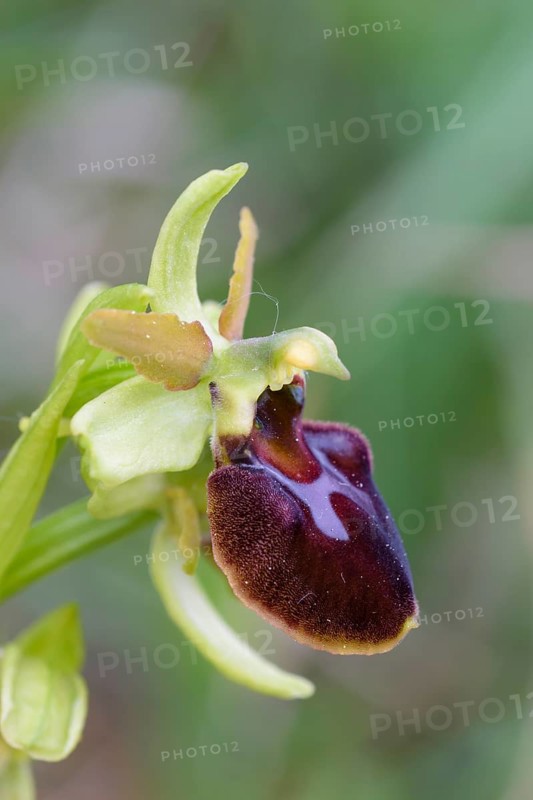Large spiderwort