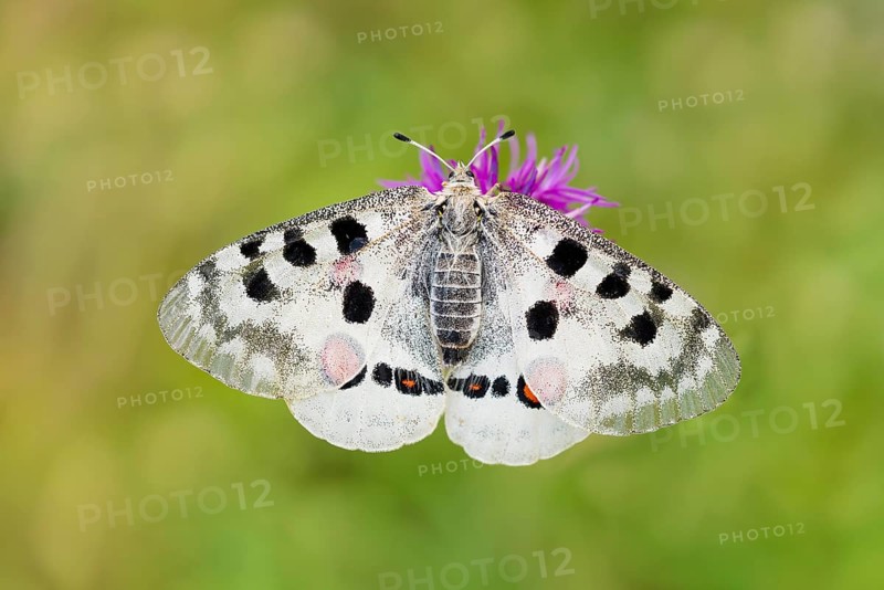 Red Apollo butterfly female