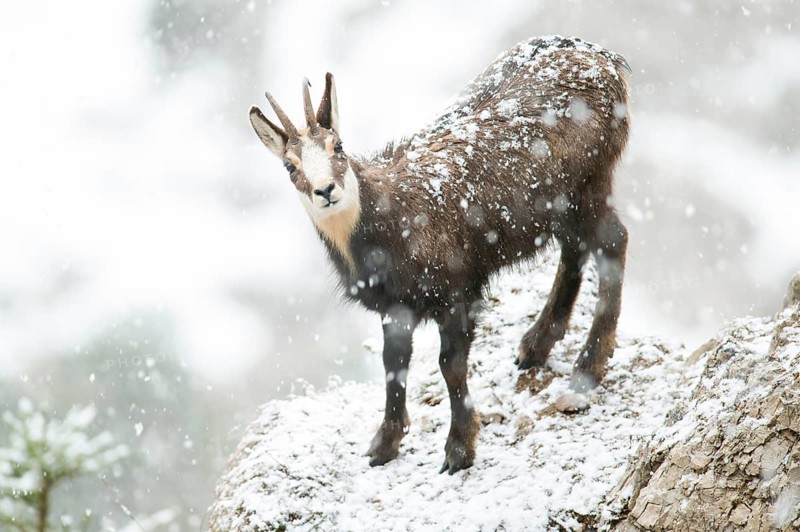 Chamois or chamois