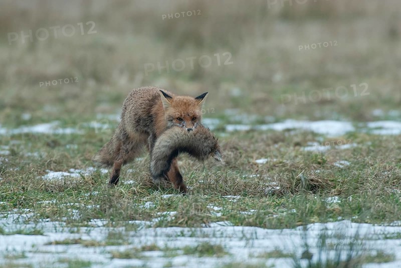 Fox