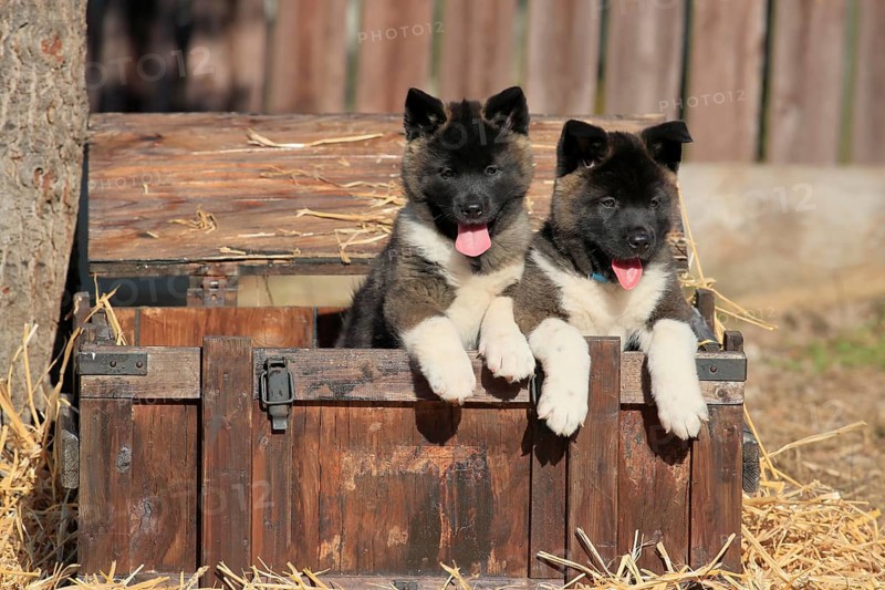 American Akita puppies