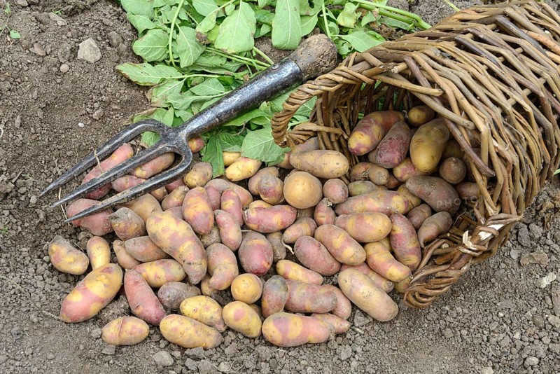 Potatoes