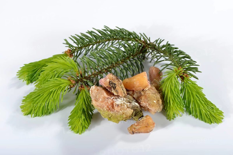Spruce