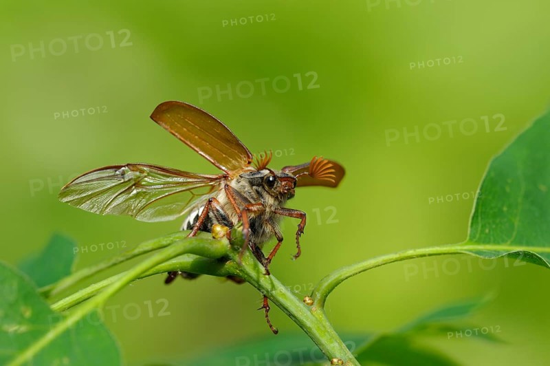 Field cockchafer