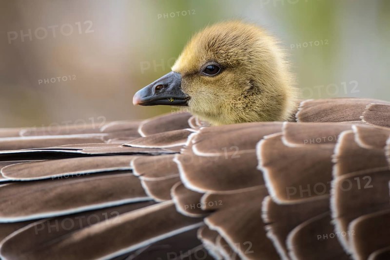 Greylag goose