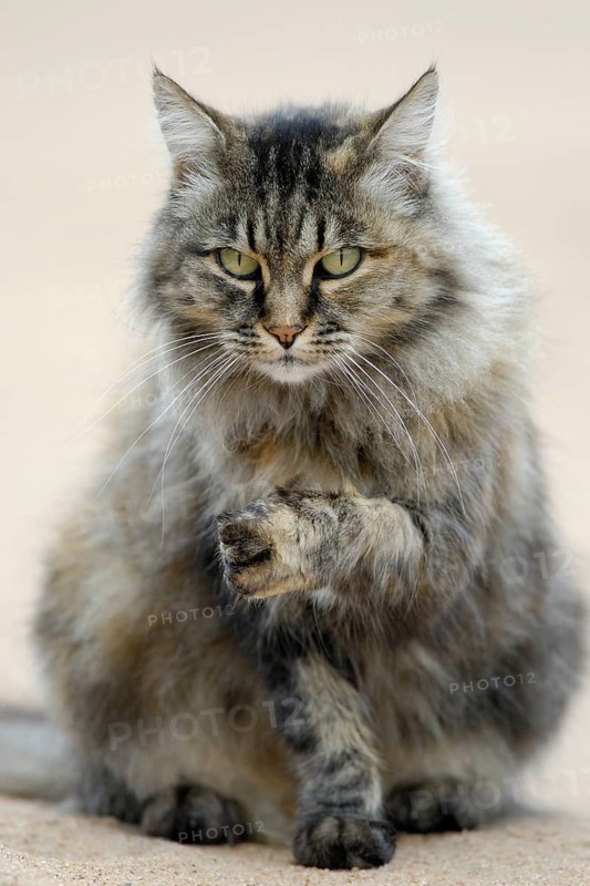 Norwegian Forest Cat
