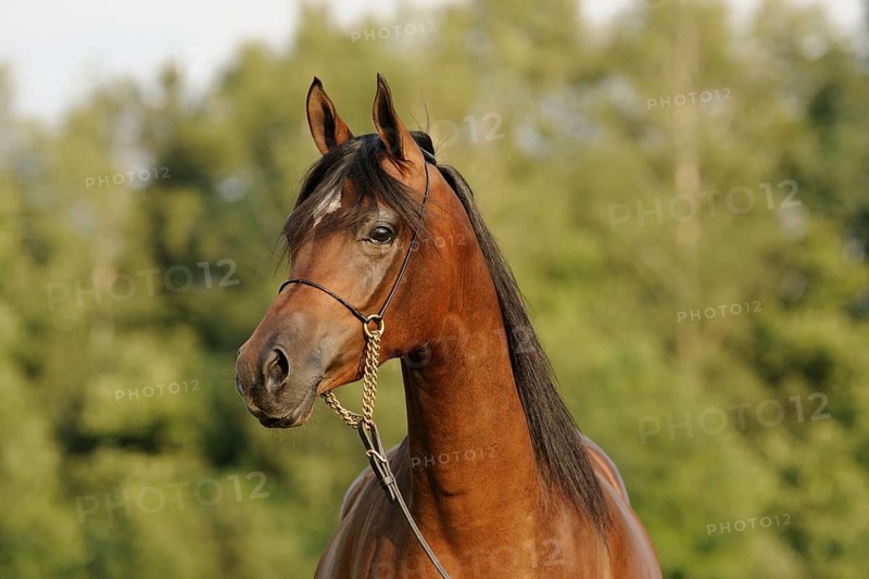 Arabian thoroughbred
