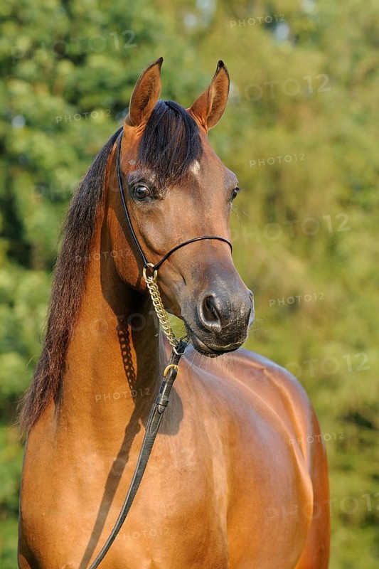 Arabian thoroughbred