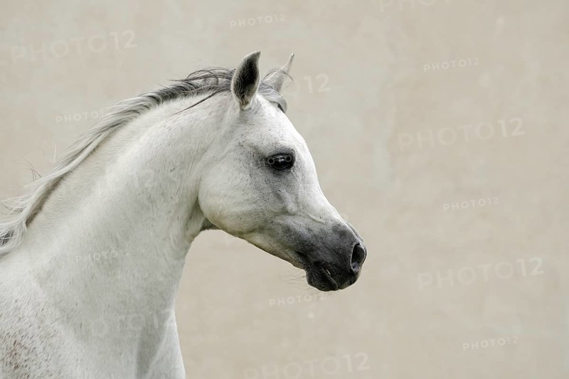 Arabian thoroughbred