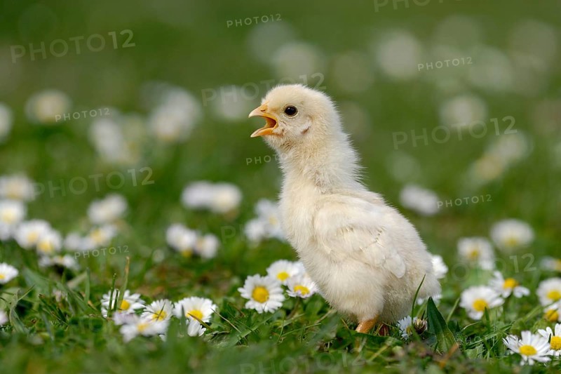 Domestic Chicken