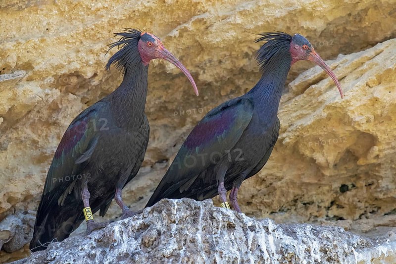 Northern bald ibis