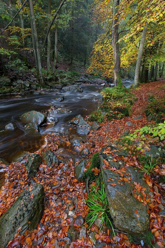 La Hoegne torrent