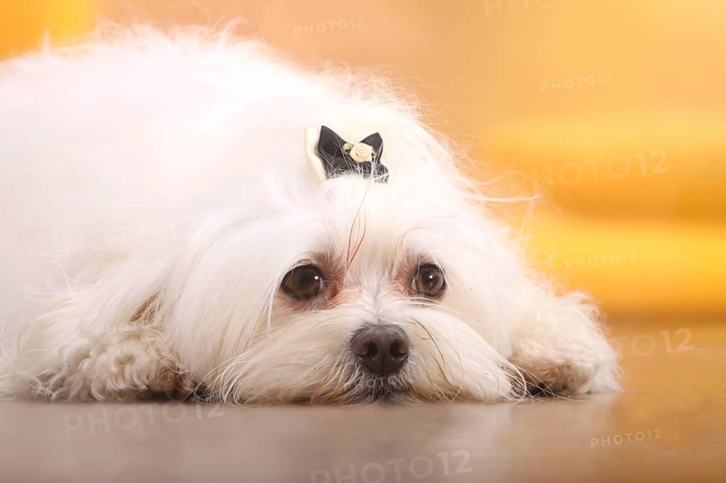 Maltese