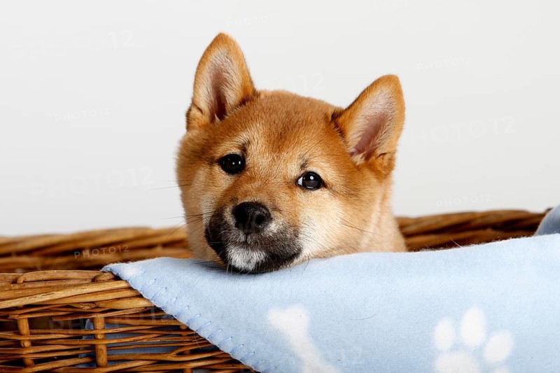 Shiba-Inu