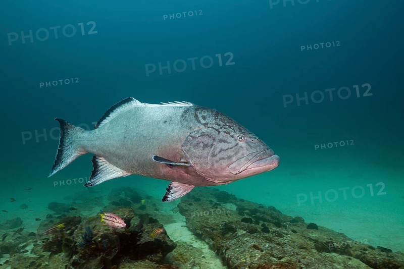 Pacific Goliath Grouper