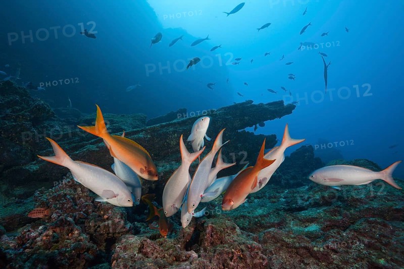 Pacific creolefishes