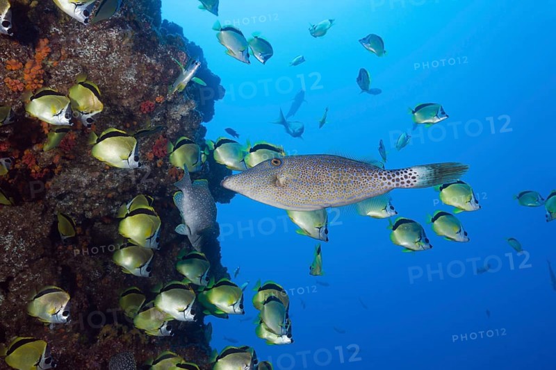 Scrawled Filefish